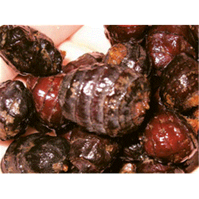 Black tigernuts en sac de 3 Kg